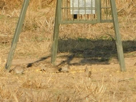 South Texas Quail Hunting — Thompson Ranch