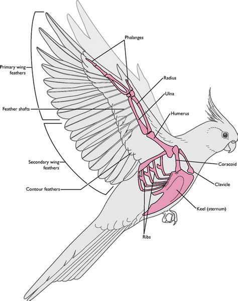 Bird Wing Anatomy Bones