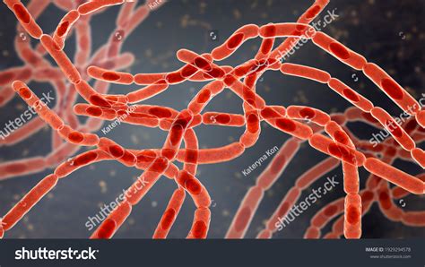 619 рез. по запросу «Bacillus anthracis» — изображения, стоковые ...