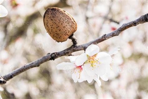 The almond tree flowers with branches and almond nut close up, blurry ...