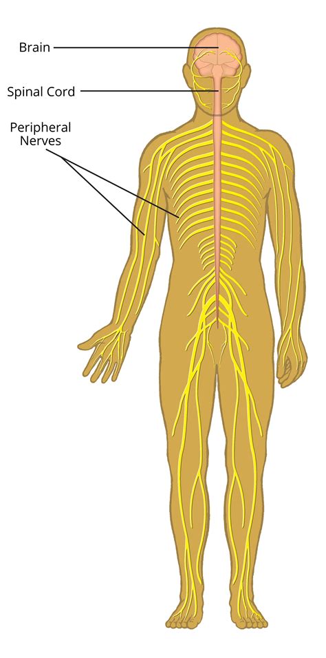 Printable Nervous System Diagram