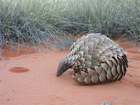 Giant Pangolin Facts, Size, Habitat, Lifespan, Diet, Pictures