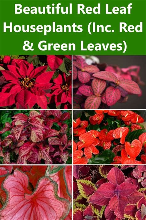 Red Leaf Houseplants (Including Plants with Red and Green Leaves) in ...