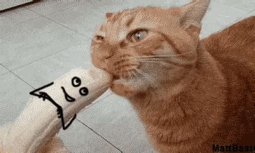 Cat Eating GIF - Cat Eating Banana - Discover & Share GIFs