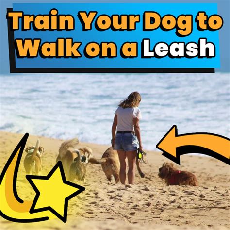 Leash Training: How to Train Your Dog to Walk on a Leash - Dog Leash Pro