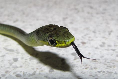 Green Tree Snake: Nftypjs: Galleries: Digital Photography Review ...