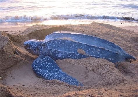 The Leatherback Sea Turtle | Amazing Animal All Facts | The Wildlife