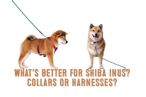 What’s Better For Your Shiba Inu – A Harness Or A Collar? - My First ...