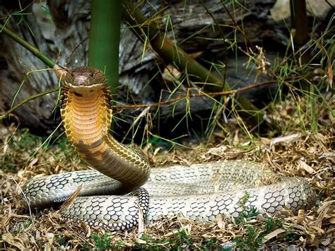 2nd Most Venomous Snake In The World - Snake Poin