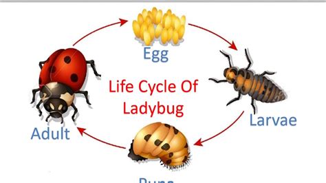 Life Cycle Of Ladybug for Kids - YouTube