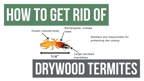 How To Get Rid Of Termites From Furniture - Furniture Walls