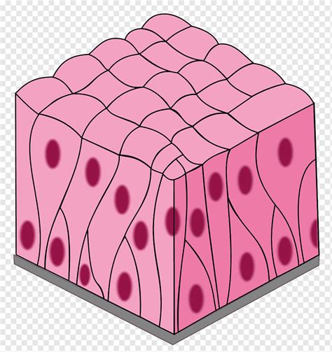 Simple Columnar Epithelium Diagram