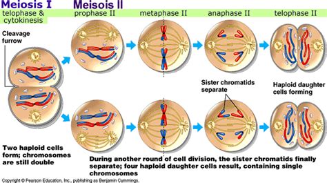 Meiosis Slideshow - Meiosis