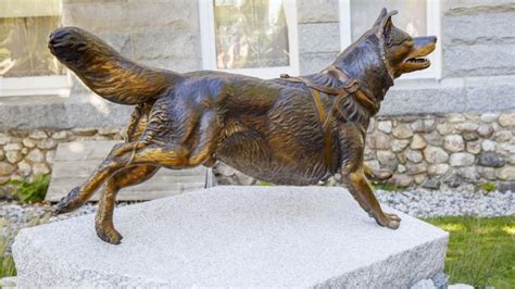 Togo, legendary sled dog, has statue unveiled at Poland Springs | WGME