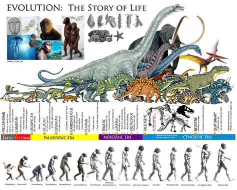 EVOLUTION: The Story of life │ The Prehistoric ERAS │ Dinosaur Timeline ...