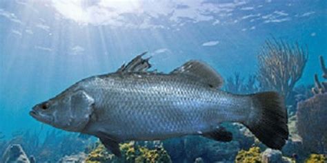 Land-based Oman barramundi farm set for construction | IntraFish.com