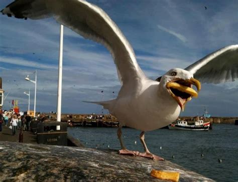 Google buys photographer's shot of seagull eating a chip - BBC News