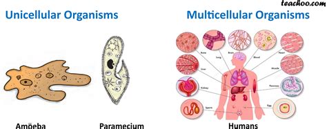 Multicellular and Unicellular Organisms - Differences and Examples