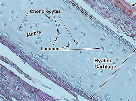 Hyaline Cartilage Labeled Diagram