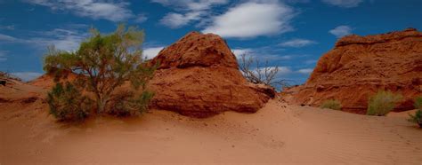 Plants of the Gobi Desert