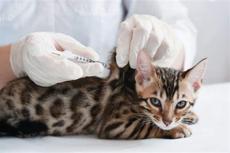 Insulin for Cats | Great Pet Care