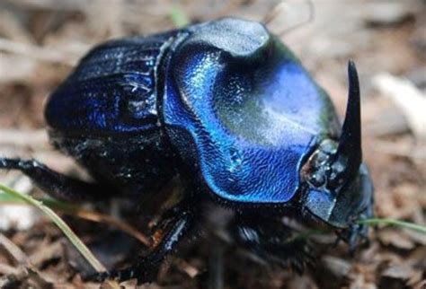 Scarab Neetle | Insectes