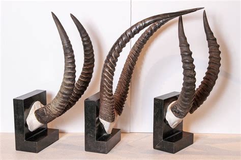 Vintage African Sable Antelope Horns For Sale at 1stdibs