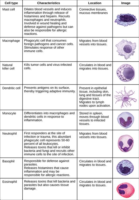 Types Of White Blood Cells