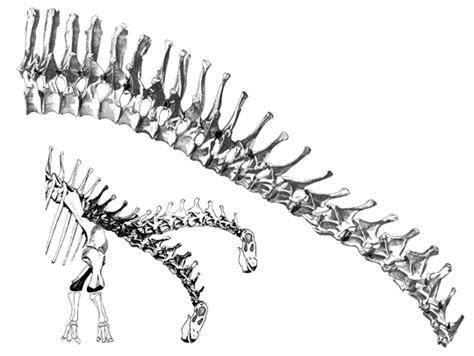 Did any sauropod actually hold their neck horizontally? – The ...