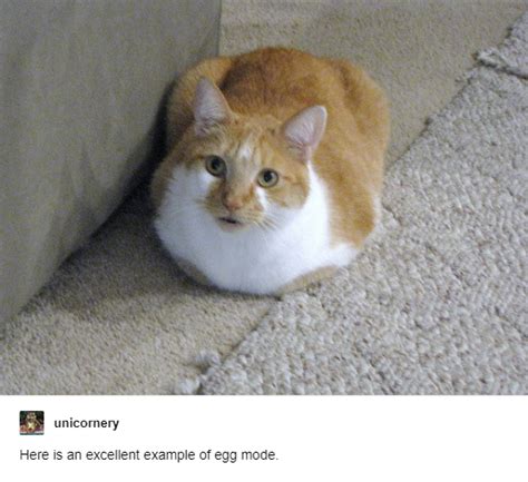 Here is an excellent example of egg mode. | Cats | Know Your Meme