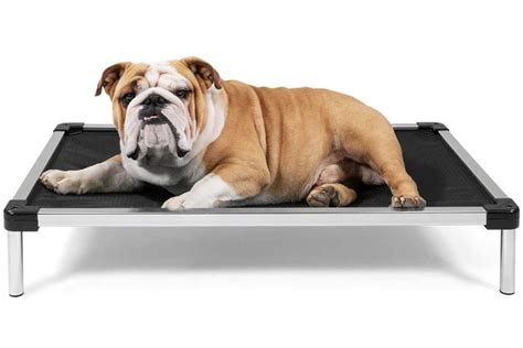 14 Best Tough Dog Beds for Chewers (With Guarantees!) - Hey, Djangles.