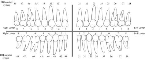 Tooth Number Chart Left And Right at Roger Frazier blog