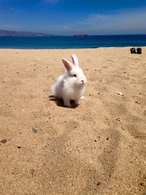 Pin on Baby Bunny Rabbit