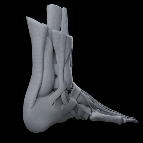 Human Foot Anatomy - 3D Model by BlueLou