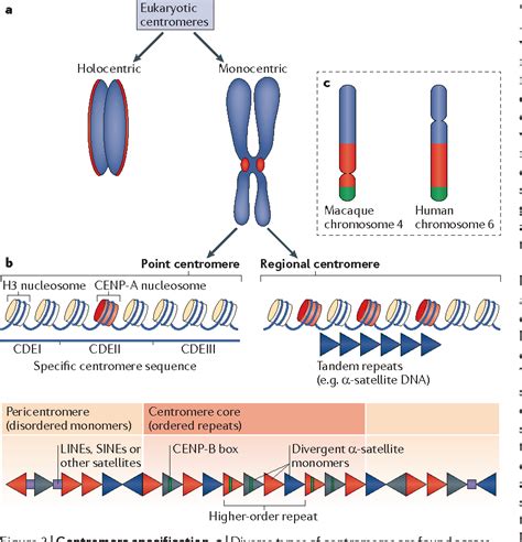 The molecular basis for centromere identity and function | Semantic Scholar