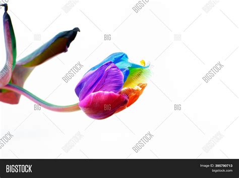 Rainbow Tulip Isolated Image & Photo (Free Trial) | Bigstock