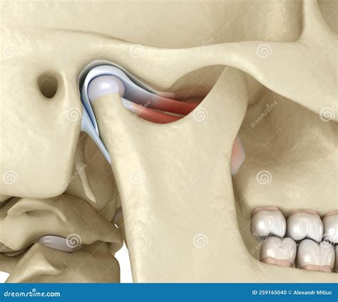 TMJ: the Temporomandibular Joints. Healthy Occlusion Anatomy Stock ...