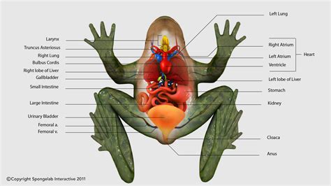 Frog dissection diagram - gilitvis