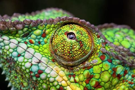 Panther Chameleon Eye Photograph by Philippe Psaila/science Photo ...