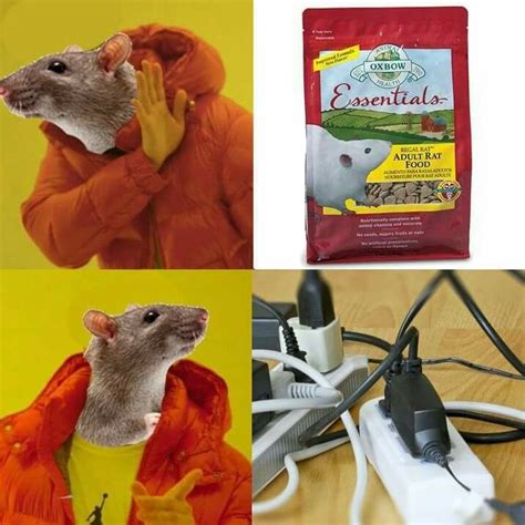 Rat meme | Cute rats, Pet rats, Funny rats