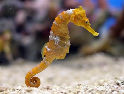 Seahorses - Wild Animals News & Facts