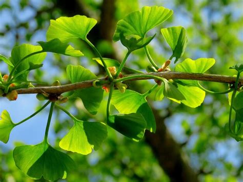 Premium Photo | Close-up of ginkgo leaves