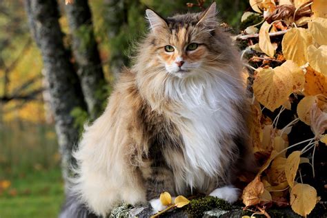 Norwegian Forest Cat: Breed Profile, Characteristics & Care