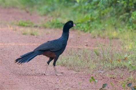 Crestless Curassow - eBird | Bird species, Species, Lowland