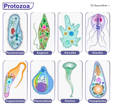 Protozoa - Definition, Examples, Characteristics, and Classification