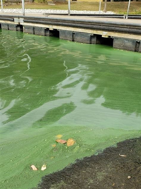 Identifying Cyanobacteria Blooms - Algal Bloom