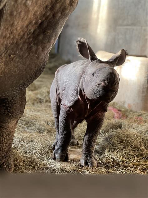 What's a Baby Rhino Called? Discover What to Call a Young Rhino