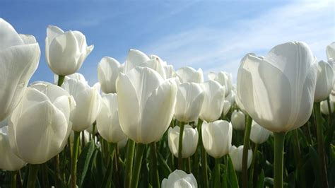 77 White Tulips Wallpaper Hd Picture - MyWeb