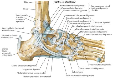 Plantar Foot Tendon Anatomy