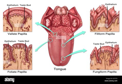 Illustration detailing the four types of lingual papilla and where ...